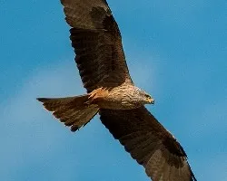 Milvus migrans