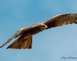 Milvus migrans