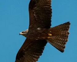 Milvus migrans