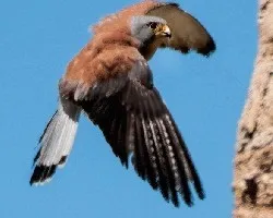 Falco naumanni