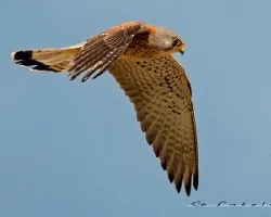 Falco naumanni