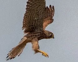 Falco naumanni
