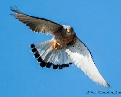 Falco naumanni