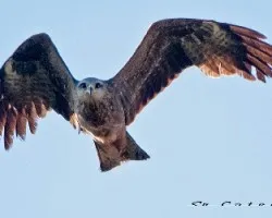 Milvus migrans