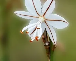 Asphodelus fistulosos