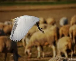 Bubulcus ibis