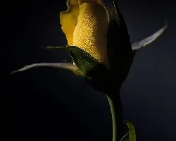 Rrsa amarilla (símbolo de la amistad)