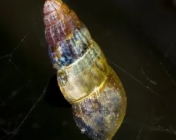 Caracol