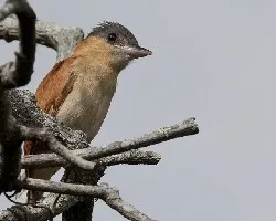 Pachyramphus aglaiae