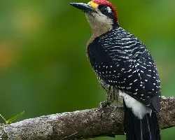 Melanerpes pucherani
