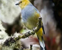 Ptilogonys caudatus