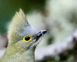 Ptilogonys caudatus