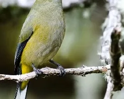 Ptilogonys caudatus