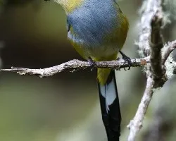 Ptilogonys caudatus