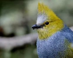 Ptilogonys caudatus