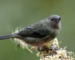 Diglossa plumbea