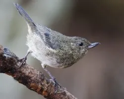 Diglossa plumbea