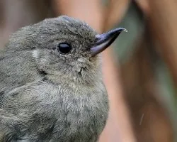Diglossa plumbea
