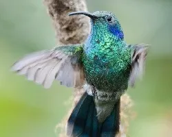 Colibri thalassinus
