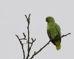 Amazona farinosa