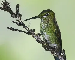 Heliodoxa jacula
