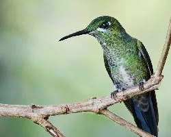 Heliodoxa jacula