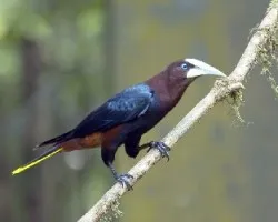 Psarocolius wagleri