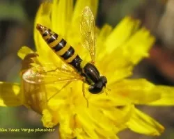 Sphaerophoria scripta