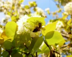 Abejas 