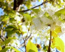 Abejas 