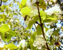 Abejas 