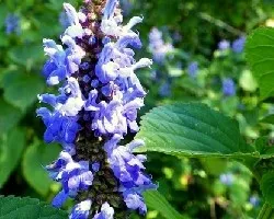Flores del sendero