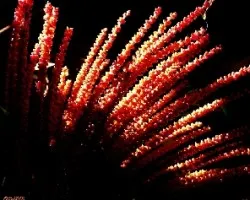 Gunnera Encendida
