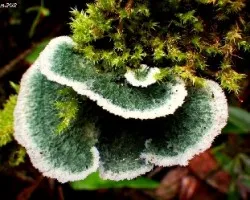 Oreja bicolor
