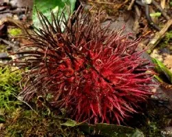 Fruto acorazado