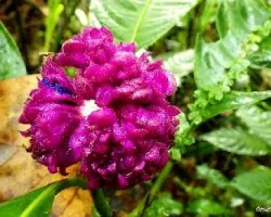 Ramo violeta