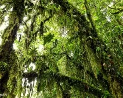 Verdes colgantes