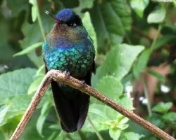 Panterpe insignis