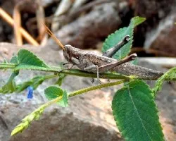 Melanoplus