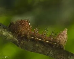 Oruga 