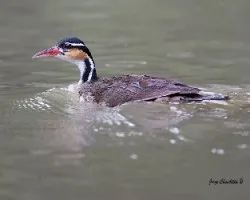 Heliornis fulica