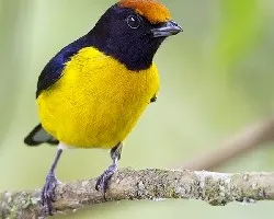 Euphonia anneae