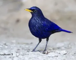 Myophonus caeruleus