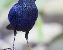 Myophonus caeruleus