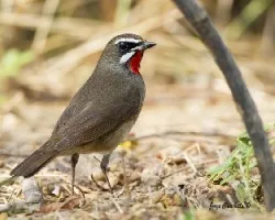 Luscinia calliope