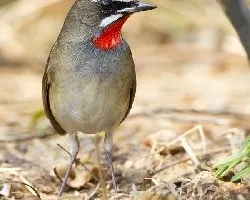Luscinia calliope