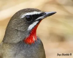 Luscinia calliope