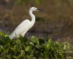 Ardea alba