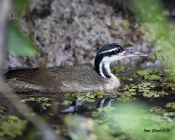 Heliornis fulica