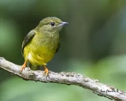 Manacus candei